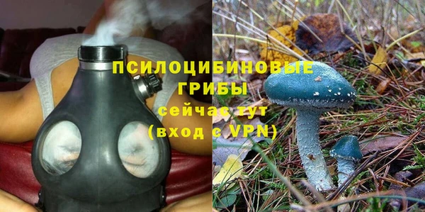 хмурый Аркадак
